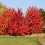 Javor červený (Acer rubrum) ´AUTUMN FLAME´ - výška 90-130 cm, kont. C5L